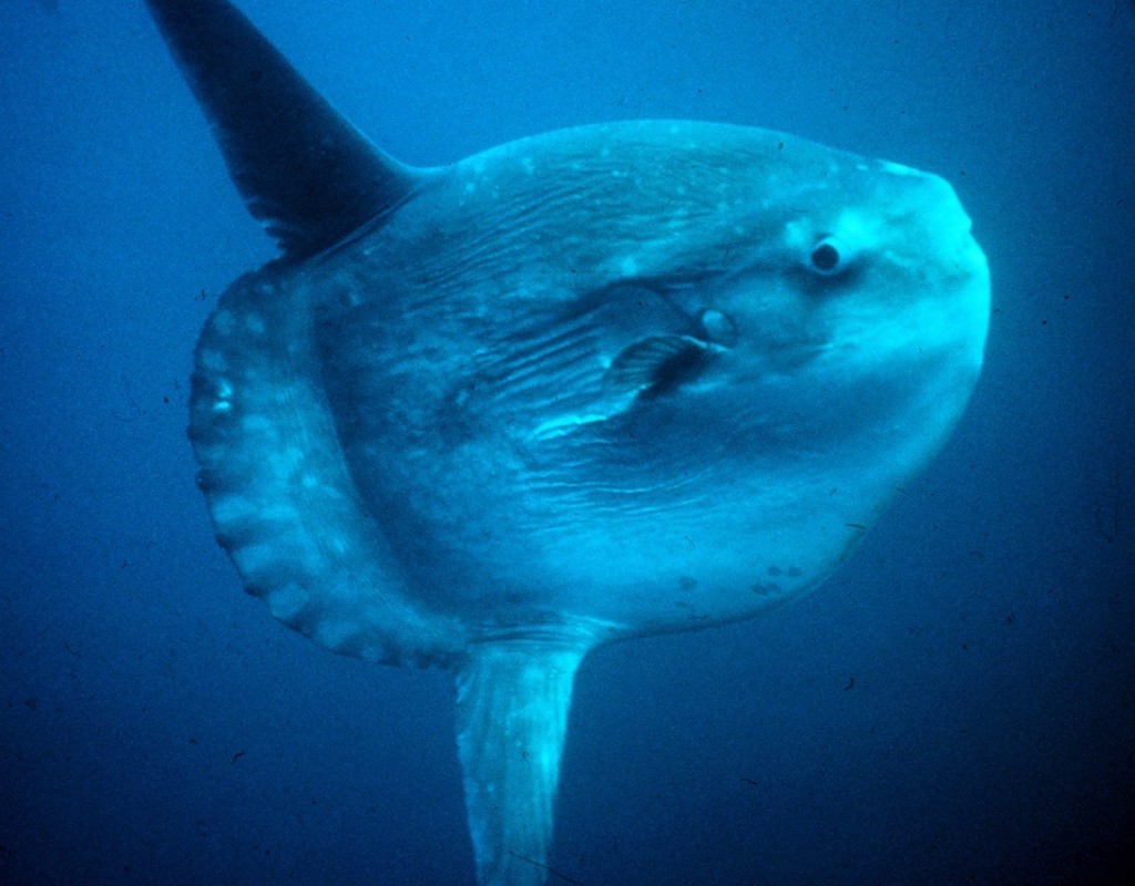 Pacific Sunfish © SW